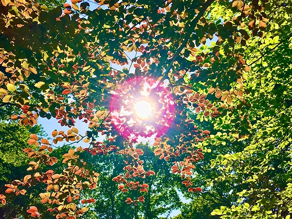 Trees with sun reflection